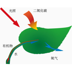 光合作用