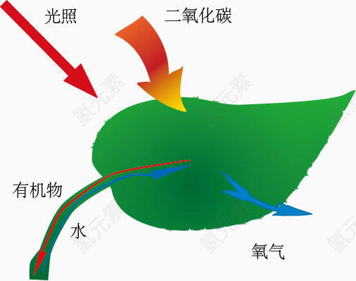光合作用