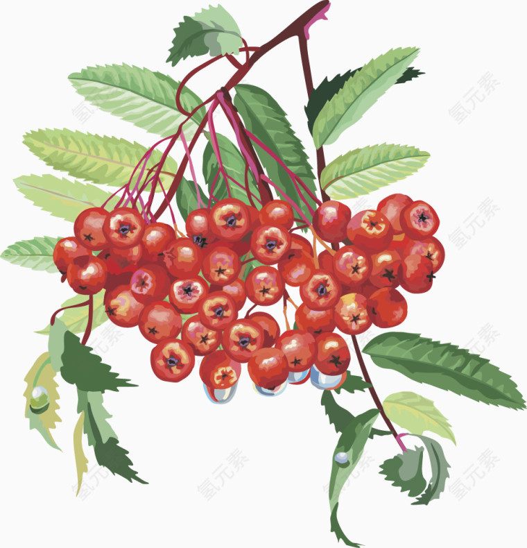 水果矢量图灯笼果樱桃