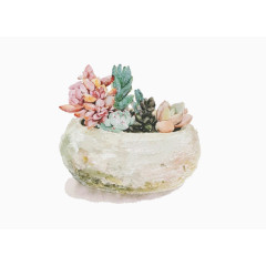 红色与绿色多肉植物