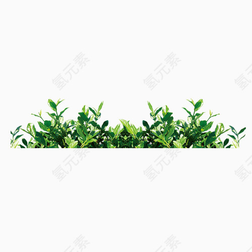 茶叶