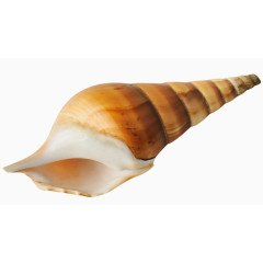 海螺