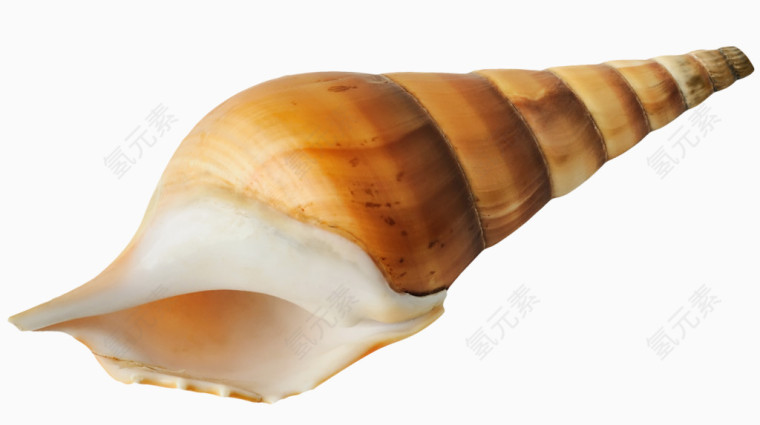 海螺
