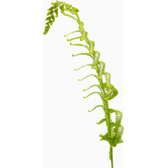 亭亭玉立仙人掌