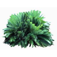 园林景观效果热带灌木风景树