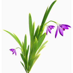 漂亮藏红花花枝