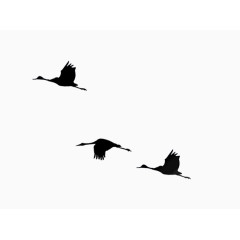 黑色飞翔白鹤