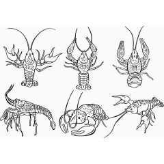 矢量手绘速写龙虾