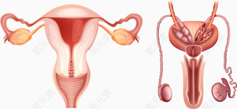 矢量人体生殖结构