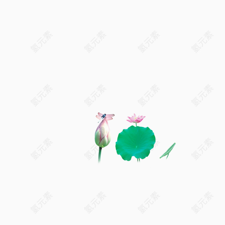 中国风 夏天荷花争艳