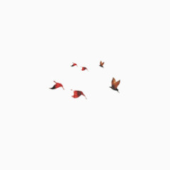 敬老爱幼爱 感恩 感谢 老 人