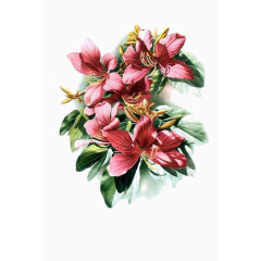 艺术红花图片素材