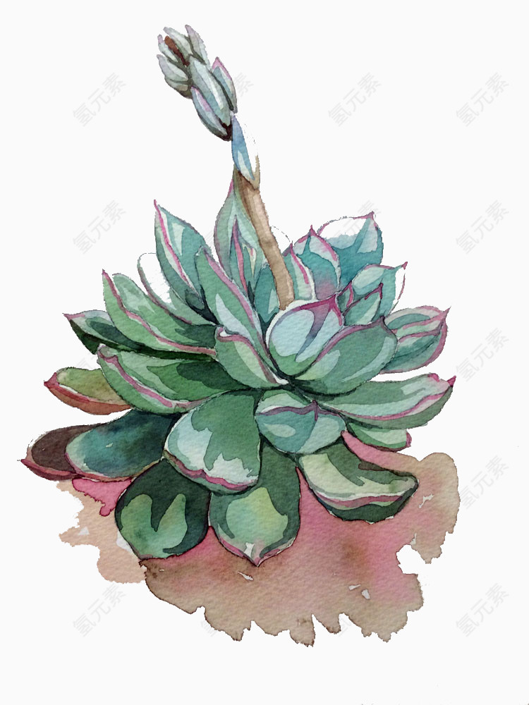 彩绘多肉装饰图片素材