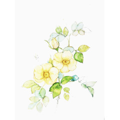 茉莉花的美好图片素材