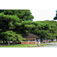 东京皇宫外苑旅游