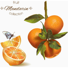 复古橙子柠檬蜂蜜矢量背景