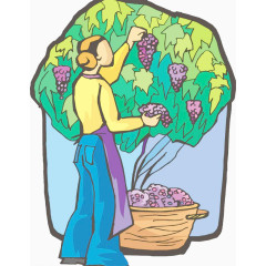 摘葡萄的女人