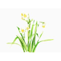 二十四番花信风-小寒-三候水仙