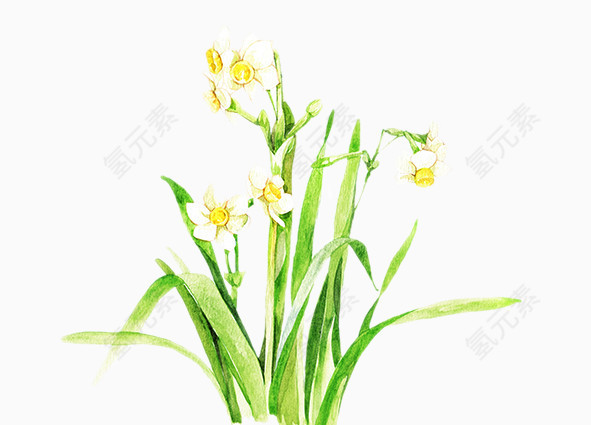 二十四番花信风-小寒-三候水仙