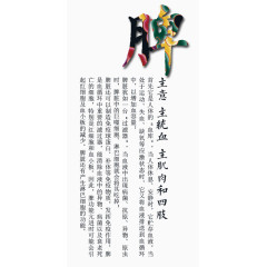 中医养生脾功能