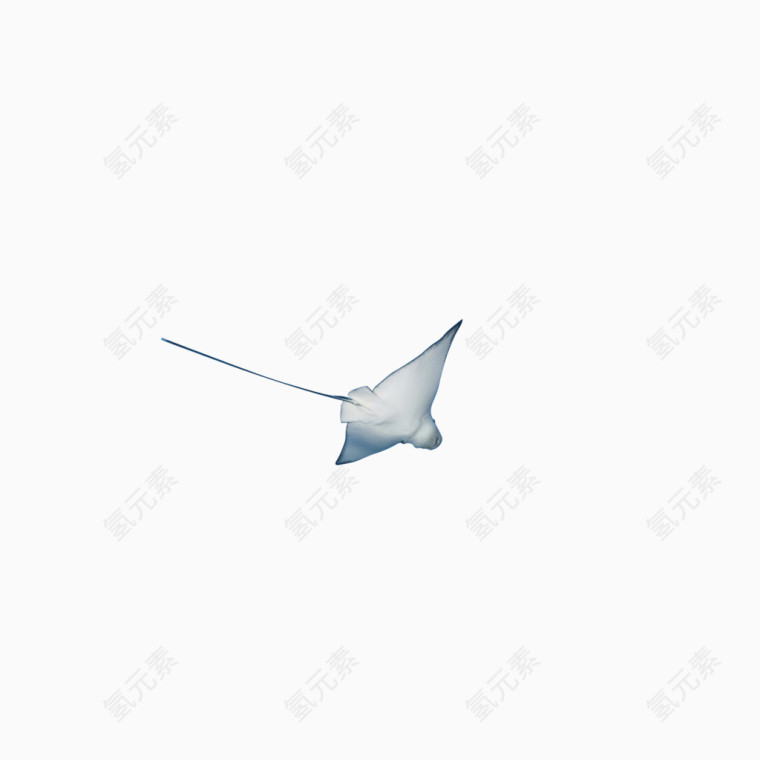 白色海洋生物