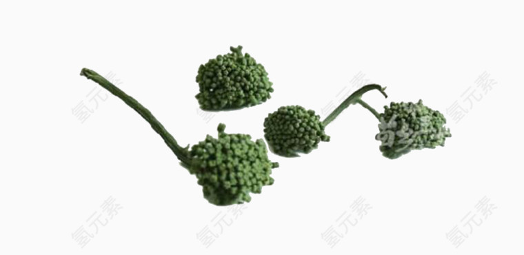 植物三七花矢量