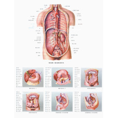 人体经络穴位挂图
