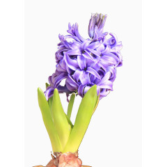 紫色风信子高清图片