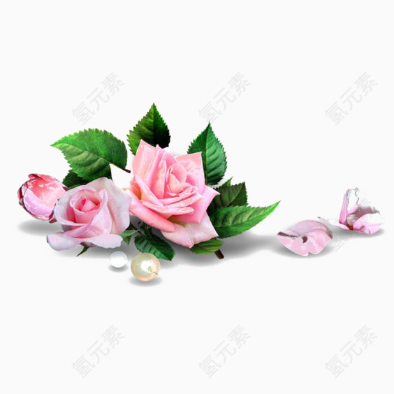 粉色月季花