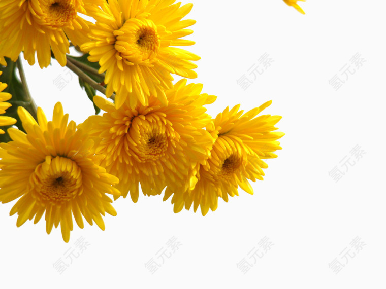 菊花素材