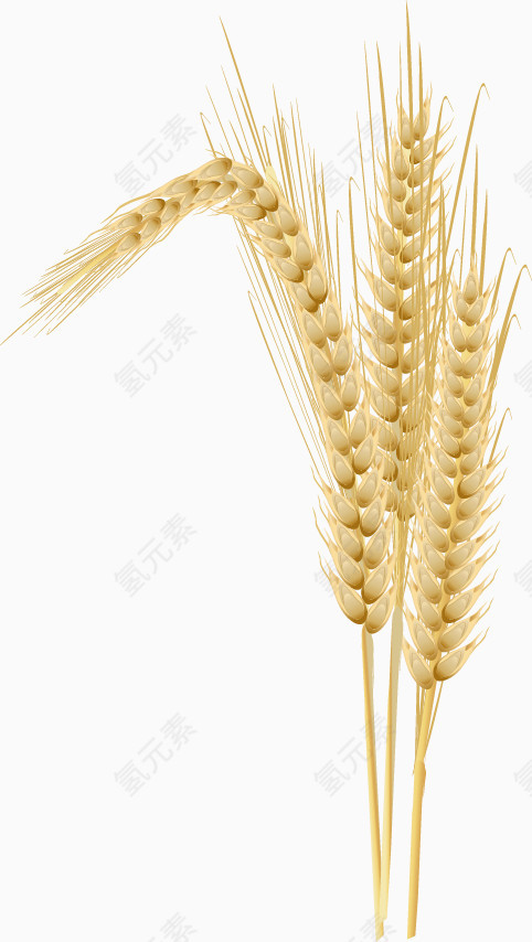 矢量麦子装饰设计素材