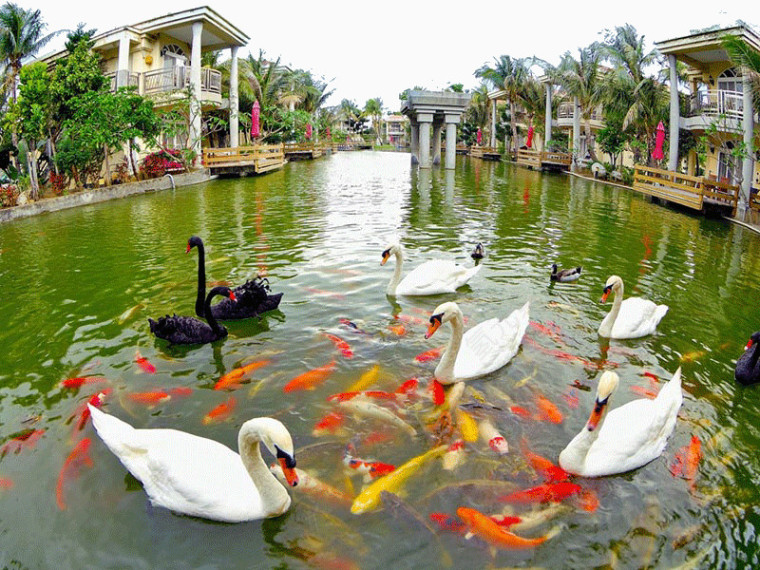 著名天鹅湖风景图