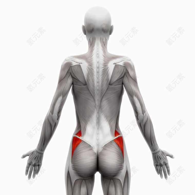 人体肌肉组织分布