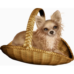 卡通手绘吉娃娃小狗