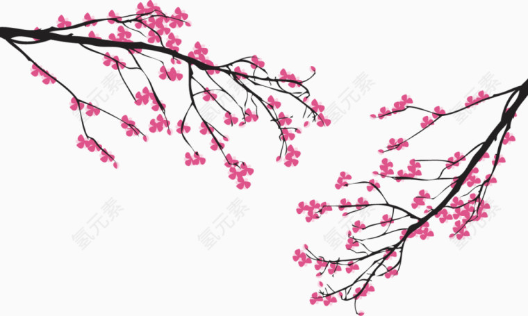 绚丽樱花
