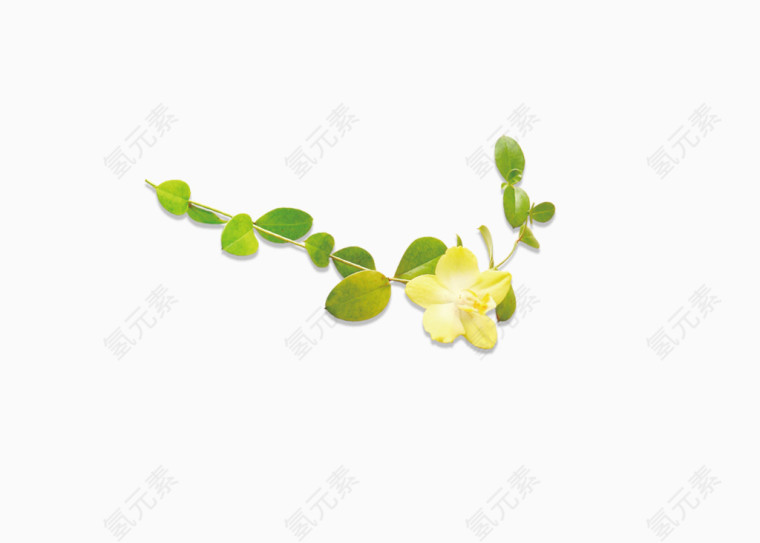 绿叶黄花