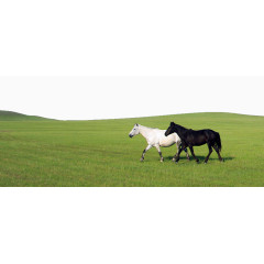 内蒙古草原上的两匹马