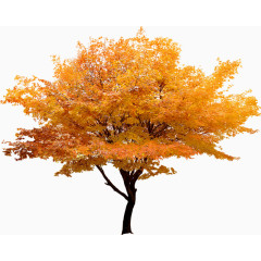 黄色大树韩国风景