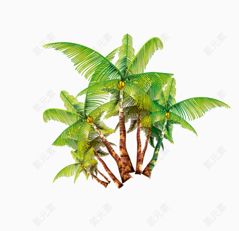 椰树