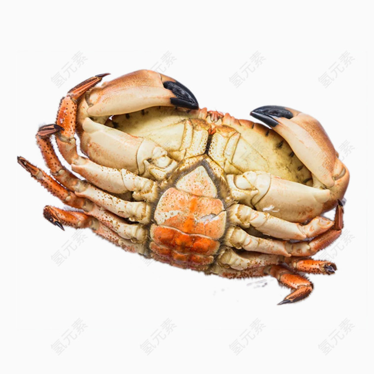 大黄金蟹螃蟹