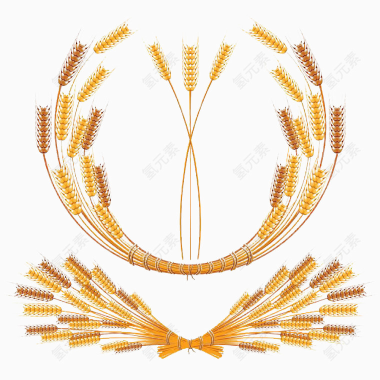 麦子