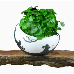 古朴金钱草盆栽