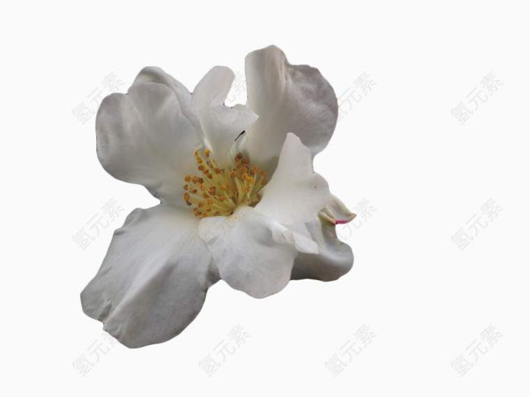 白色茶花