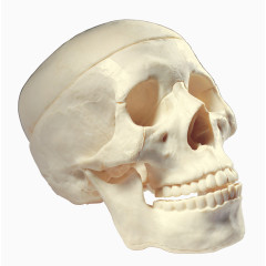 骷髅头医学模型素材