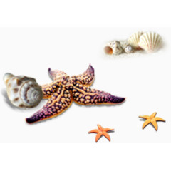 海星海螺热带沙滩元素