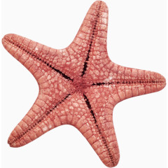 海洋海星