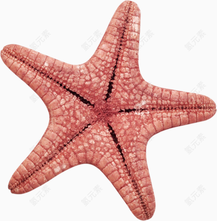 海洋海星