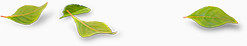 树叶