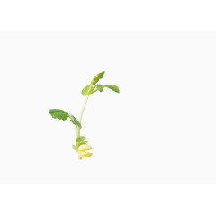 一个刚发芽的豌豆苗高清图片