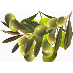 油橄榄营养品素材
